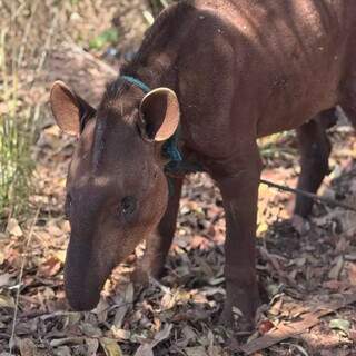 Anta idosa e ferida &eacute; resgatada ao ser encontrada debilitada em fazenda