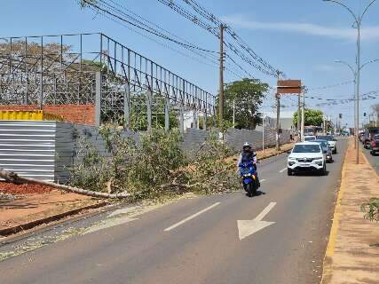 Rajada de 51 km/h derruba galho e atrapalha tr&acirc;nsito na Avenida Cear&aacute;