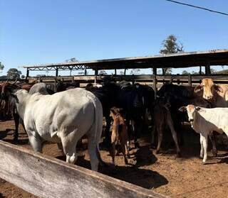 Rebanho bovino de MS registra queda, mas Corumb&aacute; segue como 2&ordf; no Pa&iacute;s