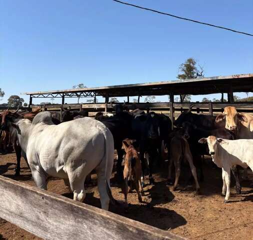 Rebanho bovino de MS registra queda, mas Corumbá segue como 2ª no País