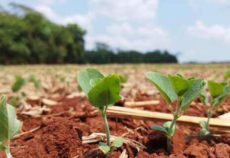 Clima desafia produtores no in&iacute;cio da safra de soja 25/26 em MS