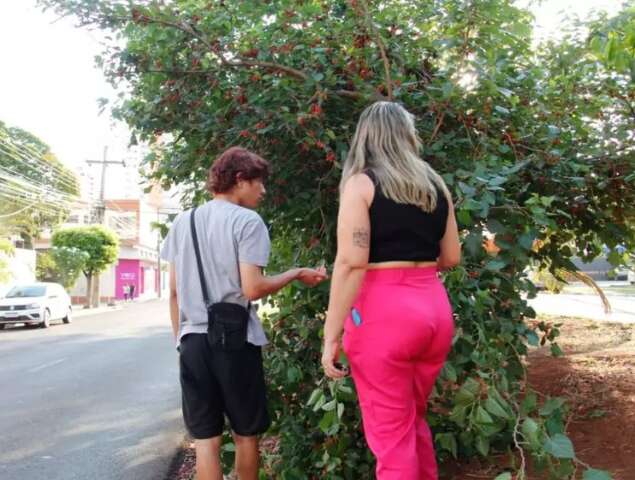 Prefeitura distribui mudas de oito esp&eacute;cies de &aacute;rvores frut&iacute;feras 