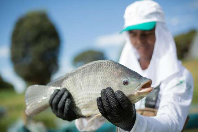 Til&aacute;pia reina absoluta na piscicultura e responde por 97% da produ&ccedil;&atilde;o de MS 