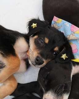 Clube da Capital faz desfile de pets e feira de ado&ccedil;&atilde;o para ajudar ONG