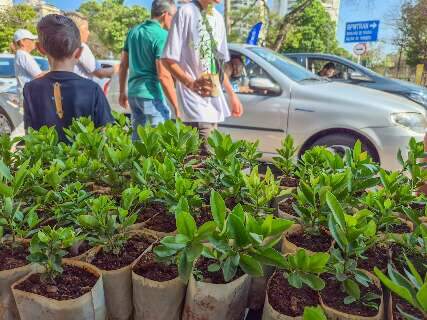 Ganhou muda frut&iacute;fera? Saiba como criar um pomar em poucos metros e at&eacute; em vasos