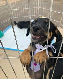 Clube da Capital faz desfile de pets e feira de ado&ccedil;&atilde;o para ajudar ONG