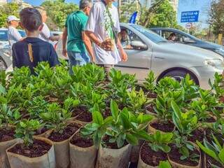 Ganhou muda frut&iacute;fera? Saiba como criar um pomar em poucos metros e at&eacute; em vasos
