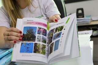 Campo Grande tem 25 árvores não recomendadas para o plantio e 2 proibidas Campo Grande tem 25 árvores não recomendadas para o plantio e 2 proibidas