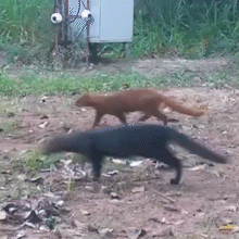 Felino discreto e pouco estudado, gato-mourisco vermelho reaparece no Pantanal
