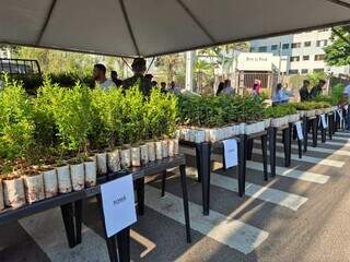 Ganhou muda frut&iacute;fera? Saiba como criar um pomar em poucos metros e at&eacute; em vasos
