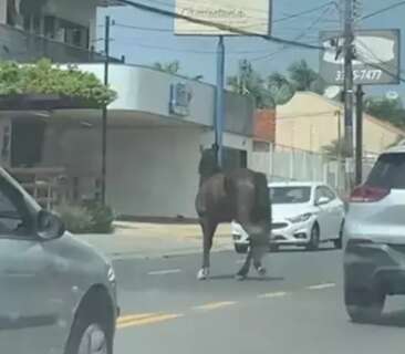 Cavalo tumultua o tr&acirc;nsito em passeio pela Avenida Tamandar&eacute;
