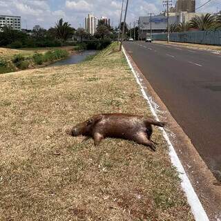 Capivara &eacute; encontrada morta em canteiro de avenida em Campo Grande