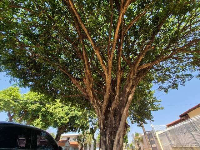 Campo Grande tem 25 &aacute;rvores n&atilde;o recomendadas para o plantio e 2 proibidas