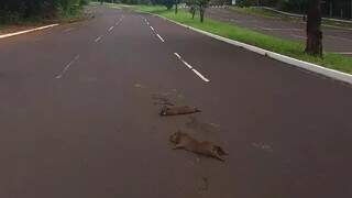 Capivara é encontrada morta em canteiro de avenida em Campo Grande Capivara é encontrada morta em canteiro de avenida em Campo Grande