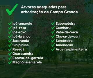 Campo Grande tem 25 &aacute;rvores n&atilde;o recomendadas para o plantio e 2 proibidas