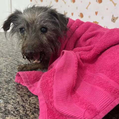 Com mand&iacute;bula quebrada, &quot;Feiurinha&quot; precisa de ajuda para tratamento e cirurgia