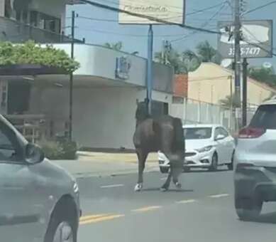 Cavalo tumultua o tr&acirc;nsito em passeio pela Avenida Tamandar&eacute;