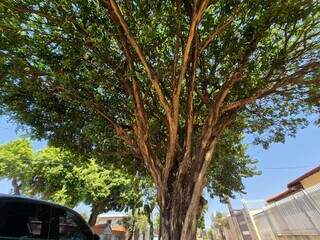 Campo Grande tem 25 &aacute;rvores n&atilde;o recomendadas para o plantio e 2 proibidas