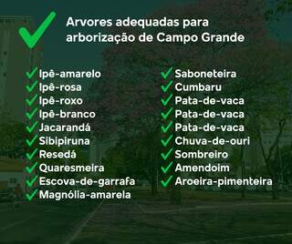 Campo Grande tem 25 &aacute;rvores n&atilde;o recomendadas para o plantio e 2 proibidas