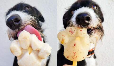 Dois petiscos congelados que salvam pets do estresse t&eacute;rmico