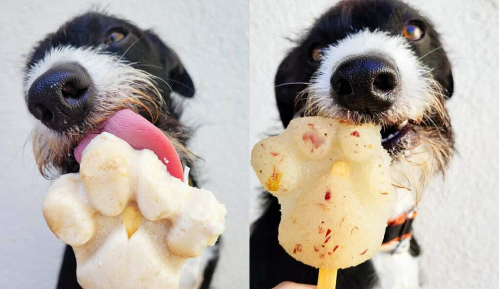 Dois petiscos congelados que salvam pets do estresse térmico
