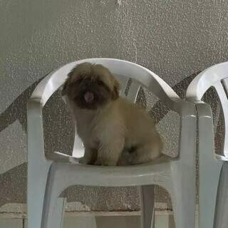 Fam&iacute;lia procura Spike, mini shih-tzu desaparecido no Bairro Tijuca 