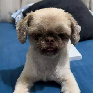 Fam&iacute;lia procura Spike, mini shih-tzu desaparecido no Bairro Tijuca 
