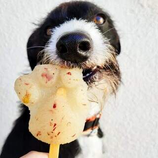 Dois petiscos congelados que salvam pets do estresse térmico Dois petiscos congelados que salvam pets do estresse térmico