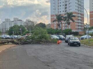 &Aacute;rvore ca&iacute;da h&aacute; mais de 10h deixa tr&acirc;nsito lento na Ernesto Geisel