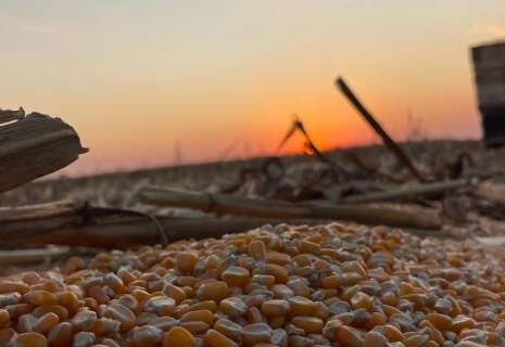 Soja e milho garantem salto de 24% na produ&ccedil;&atilde;o agropecu&aacute;ria de MS