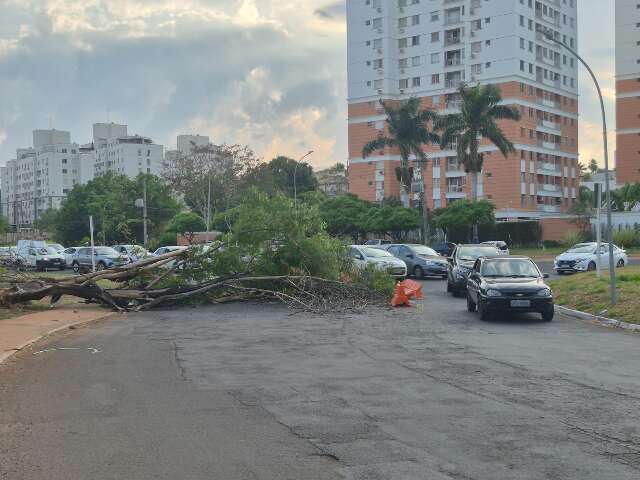 &Aacute;rvore ca&iacute;da h&aacute; mais de 10h deixa tr&acirc;nsito lento na Ernesto Geisel