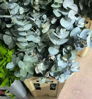 Eucalipto no chuveiro: tend&ecirc;ncia nas redes sociais pode custar at&eacute; R$ 70 