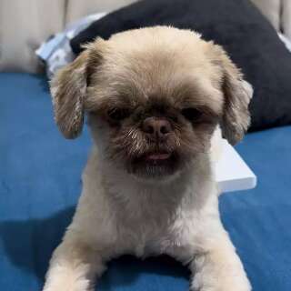 Fam&iacute;lia procura Spike, mini shih-tzu desaparecido no Bairro Tijuca 