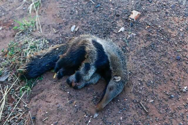 Em 10 anos, atropelamentos mataram 700 antas e 21 on&ccedil;as em MS