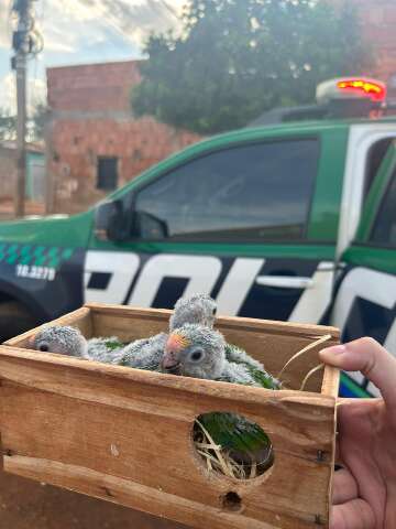 Filhotes de periquito-rei s&atilde;o resgatados ap&oacute;s ninho cair durante poda de &aacute;rvore