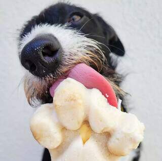 Dois petiscos congelados que salvam pets do estresse térmico Dois petiscos congelados que salvam pets do estresse térmico