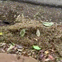 Falta de limpeza deixa bueiros entupidos com lixo em Campo Grande