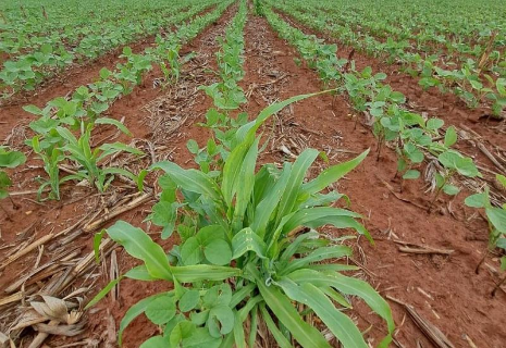 Milho tiguera amea&ccedil;a lavouras de soja e exige manejo rigoroso
