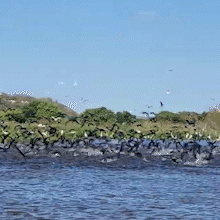 Revoada de p&aacute;ssaros transforma pescaria em espet&aacute;culo no Pantanal