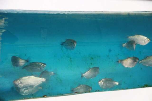 Mudan&ccedil;a em lei pode isentar r&eacute;us por morte de 2 mil peixes do antigo Aqu&aacute;rio