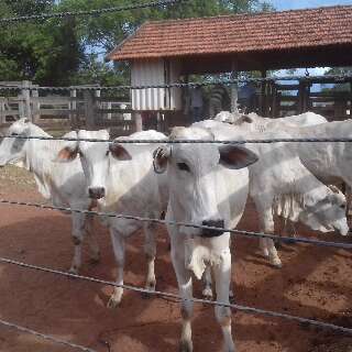 Universidade Estadual leiloa rebanho de 42 animais por R$ 134,4 mil