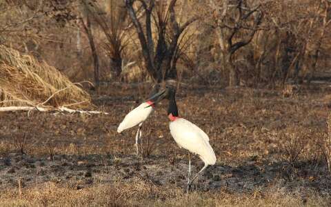 Desmatamento nas nascentes intensifica a seca no Pantanal, revela pesquisa
