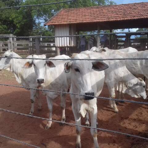 Universidade Estadual leiloa rebanho de 42 animais por R$ 134,4 mil