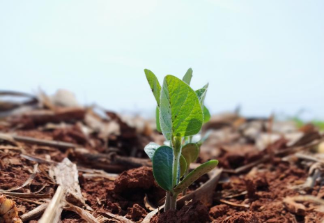 Custo de produ&ccedil;&atilde;o da soja sobe 1,9% e atinge R$ 6.115 por hectare