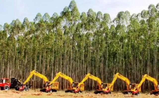 Tr&ecirc;s Lagoas e Brasil&acirc;ndia colocam MS no p&oacute;dio da produ&ccedil;&atilde;o florestal