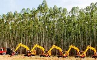 Tr&ecirc;s Lagoas e Brasil&acirc;ndia colocam MS no p&oacute;dio da produ&ccedil;&atilde;o florestal