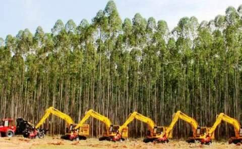 Tr&ecirc;s Lagoas e Brasil&acirc;ndia colocam MS no p&oacute;dio da produ&ccedil;&atilde;o florestal