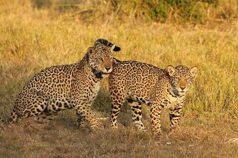 Brasil se une a 3 pa&iacute;ses para salvar on&ccedil;a e criar corredor ecol&oacute;gico no Pantanal