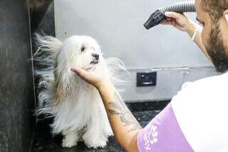 Cl&iacute;nica Bem Estar Animal mant&eacute;m campanha de castra&ccedil;&atilde;o desde 2018 e funciona 24h