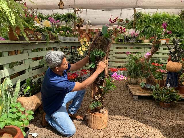 João ama as flores e colore troncos 'mortos' com todo tipo de orquídea